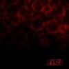 O.S.I. - Blood