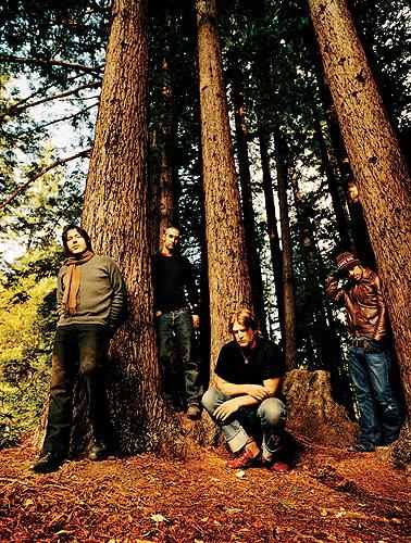 see into the trees