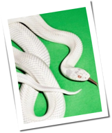 Lesercharts 2025: Eure 20 Lieblingsalben des Jahres