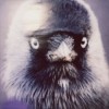 Muff Potter - Klepto: Album-Cover