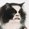 Miezensplitter - Miez, Miez, Metallicats!