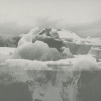 If These Trees Could Talk – The Bones Of A Dying World