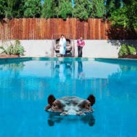 Sparks – Hippopotamus