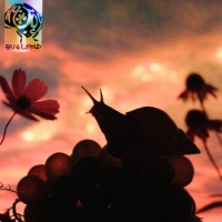 No Joy – Bugland