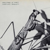 Courtney Barnett – Creature of Habit