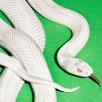 Lesercharts 2025 – Eure 20 Lieblingsalben des Jahres