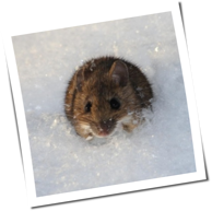 wildemaus