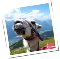 Lama Schaluppke